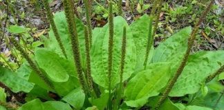 Pătlagină (Plantago lanceolata) – beneficii şi proprietăţi