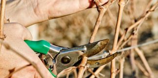 Lucrări agricole în repausul vegetativ