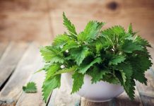Urzica (Urtica dioica) – beneficii şi proprietăţi