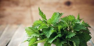 Urzica (Urtica dioica) – beneficii şi proprietăţi