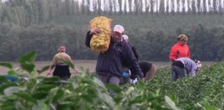 Noi joburi în agricultura din Olanda