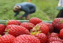 Olanda recrutează culegători de căpşune