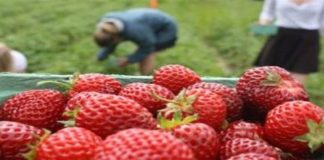 Olanda recrutează culegători de căpşune