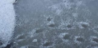 Echipajul de la Ambulanță, care a aruncat gunoiul în râu, a scăpat cu mustrare