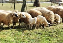 Până pe 28 martie, DAJ Gorj primeşte cereri pentru ajutorul de minimis