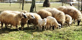 Până pe 28 martie, DAJ Gorj primeşte cereri pentru ajutorul de minimis