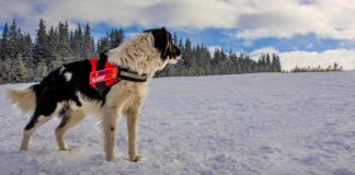 Echipaj din Gorj, la Stagiul Naţional de Formare a Unităţilor Canine de Intervenţie la Avalanşă