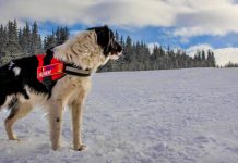 Câinii-salvamontişti, în acţiune la Rânca