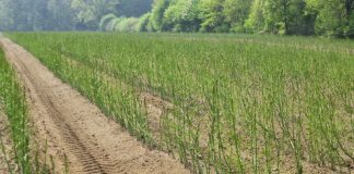 Olanda caută muncitori la cules de sparanghel