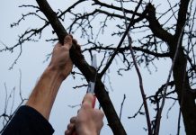 Lucrări agricole în livada și via aflate în repausul vegetativ