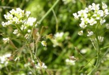 Traista-ciobanului (Capsella bursa-pastoris) – beneficii şi proprietăţi