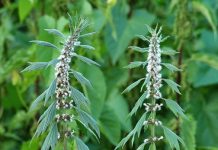 Talpa gâştii (Leonurus cardiaca) – beneficii şi proprietăţi
