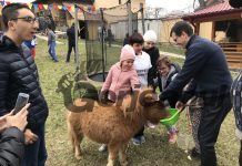 Hope, poneiul care îi face fericiți pe tinerii cu dizabilități din Târgu-Jiu