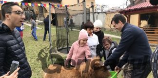 Hope, poneiul care îi face fericiți pe tinerii cu dizabilități din Târgu-Jiu