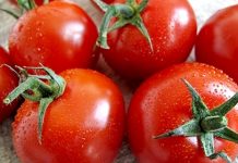 Olanda recrutează culegători de tomate