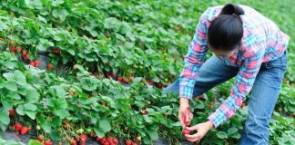 O nouă selecţie pentru căpşunari!