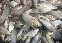 Lacurile de la Târgu-Jiu, populate cu crap