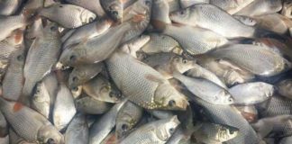 Lacurile de la Târgu-Jiu, populate cu crap