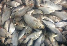 Lacurile de la Târgu Jiu, populate cu crap