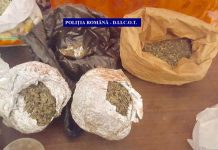 Percheziții în Gorj! Polițiștii au descoperit peste un kilogram de muguri de cannabis