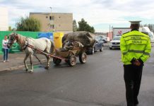 Amenzi pentru căruțași: Lipsa măturilor și lopeților pentru curățarea fecalelor animalelor i-a ars la buzunare