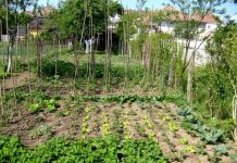 Perioada de vegetaţie, recoltare și producția potențială a legumelor în grădina familială