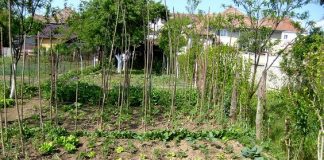 Perioada de vegetaţie, recoltare și producția potențială a legumelor în grădina familială