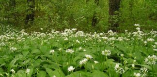 Leurda (Allium ursinum) – beneficii şi proprietăţi