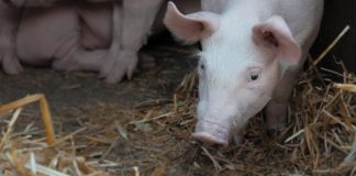 Autorizarea la plată a fermierilor, demarată de APIA
