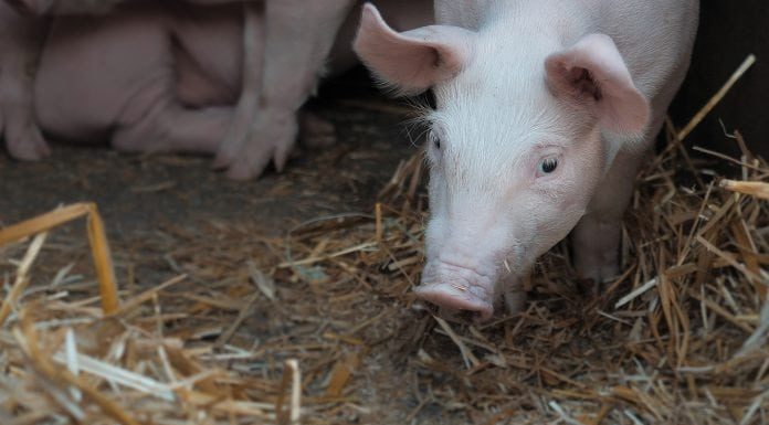 Prins transportând porci ce proveneau dintr-un focar de pestă porcină