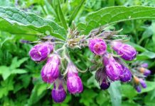 Tătăneasa (Symphytum officinale) – beneficii şi proprietăţi