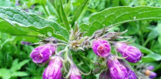 Tătăneasa (Symphytum officinale) – beneficii şi proprietăţi
