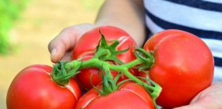 Programul „Tomata” a atras 29 de solicitanţi în Gorj