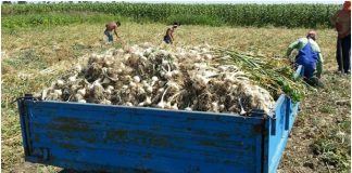 Fermierii au verde la ajutorul de minimis pentru producţia de usturoi