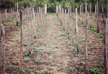 Agricultura pe înțelesul tuturor – Lucrări agricole în repausul vegetativ