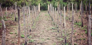 Agricultura pe înțelesul tuturor – Lucrări agricole în repausul vegetativ