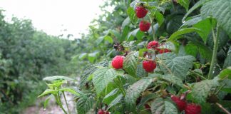 Anglia recrutează culegători de zmeură şi căpşune