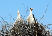 Video: În ,,patria berzelor” de la Câlnic, niște tineri au creat cuiburi pentru aceste zburătoare!