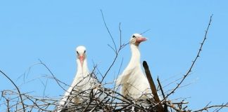 Video: În ,,patria berzelor” de la Câlnic, niște tineri au creat cuiburi pentru aceste zburătoare!