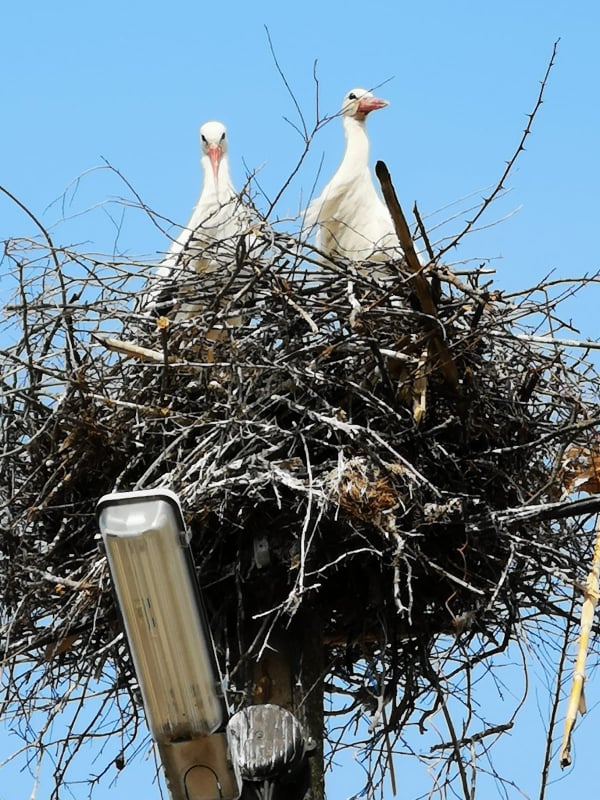 55892409_385093385415508_6499815334659227648_n