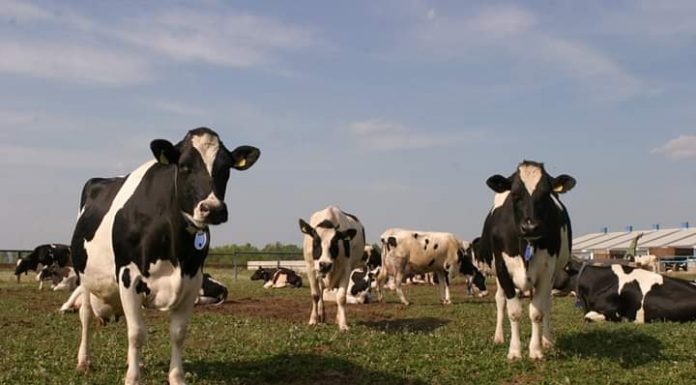 APIA efectuează plata ajutorului de stat pentru ameliorarea raselor de animale