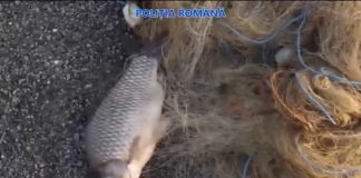 Cercetați după o partidă ilegală de pescuit