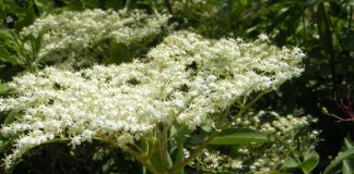 Soc (Sambucus nigra) – beneficii şi proprietăţi