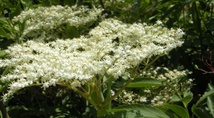 Soc (Sambucus nigra) – beneficii şi proprietăţi