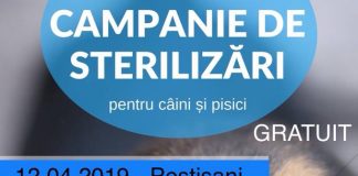 Campanie de sterilizare gratuită pentru patrupede, la Peştişani