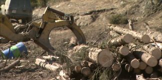 Un pădurar al Ocolului Silvic Runcu i-a tăiat unui octogenar peste o jumătate de hectar de pădure! Din ,,greșeală”!