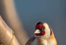 Educaţia…şi Lecţia de viaţă – Despre unicitățile «gregare» ale mulţimilor spontane