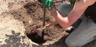 Agricultura pe înțelesul tuturor – Cum trebuie plantaţi pomii fructiferi
