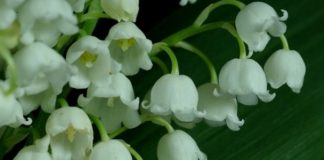 Lăcrămioară (Convallaria majalis) – beneficii şi proprietăţi