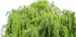 Salcia (Salix alba) – beneficii şi proprietăţi